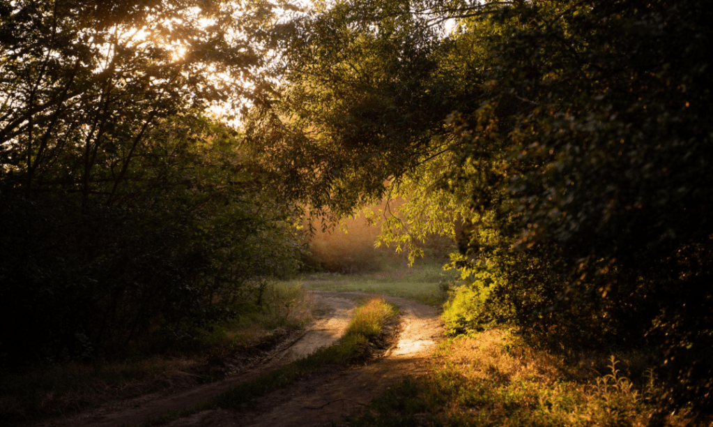 Walk in the Light